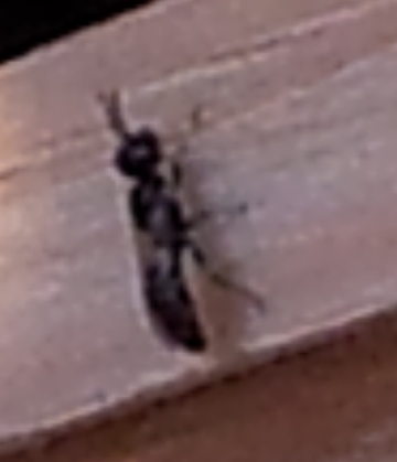 Crabronidae o Bethylidae su un tronco